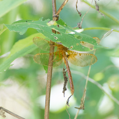 Neurocordulia xanthosoma