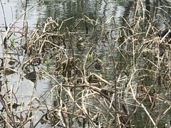 Anaxyrus americanus