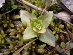 Gentiana douglasiana