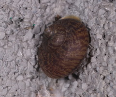 Cyclophorus punctatus