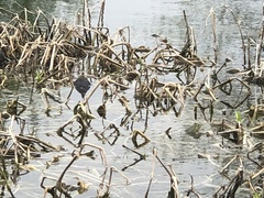 Anaxyrus americanus
