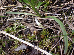 Plantago macrocarpa