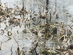 Anaxyrus americanus