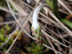 Plantago macrocarpa