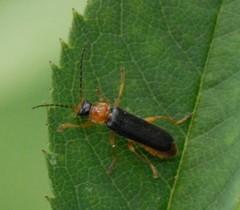 Cantharis nigra