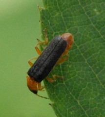 Cantharis nigra
