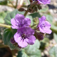 Phacelia calthifolia