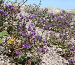 Phacelia calthifolia