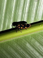 Mahanarva costaricensis