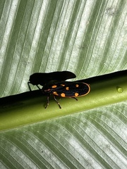 Mahanarva costaricensis