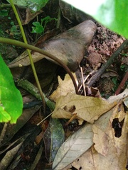 Abacopteris repanda
