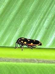 Mahanarva costaricensis