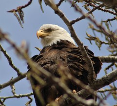 Haliaeetus leucocephalus