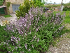 Salvia