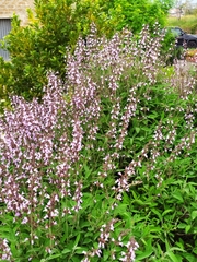 Salvia
