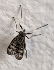 Rhagio punctipennis