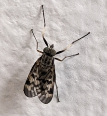 Rhagio punctipennis