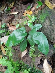 Diplazium bantamense