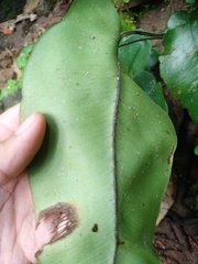 Diplazium bantamense