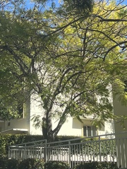 Jacaranda mimosifolia