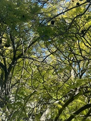 Jacaranda mimosifolia