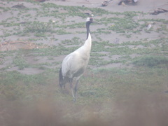 Grus japonensis