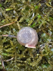 Helicodonta angigyra