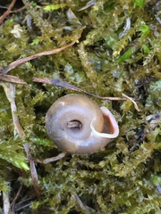 Helicodonta angigyra