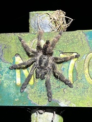 Psalmopoeus reduncus