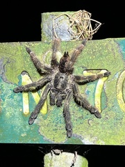 Psalmopoeus reduncus