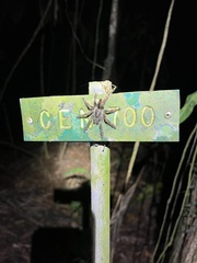 Psalmopoeus reduncus