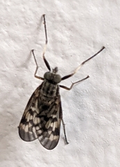 Rhagio punctipennis