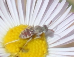 Neolarra