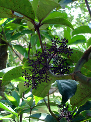 Pseudopanax laetus