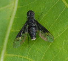 Anthrax trifasciatus