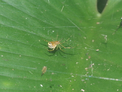 Theridion zonulatum
