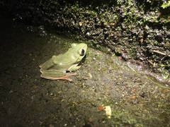 Zhangixalus taipeianus