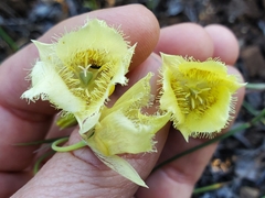 Calochortus amabilis × tolmiei