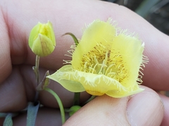 Calochortus amabilis × tolmiei