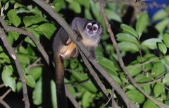 Aotus brumbacki