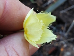 Calochortus amabilis × tolmiei
