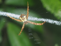 Argiope reinwardti