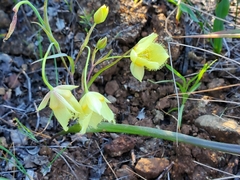 Calochortus amabilis × tolmiei