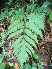 Tectaria melanocaulos