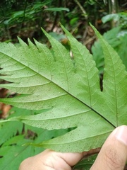 Tectaria melanocaulos