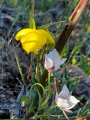 Calochortus amabilis × tolmiei