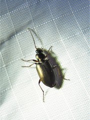 Agonum texanum