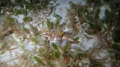 Eurypegasus draconis