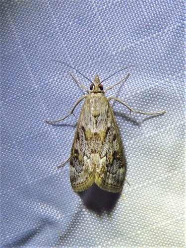 Wolfberry Loxostege Moth photo 3