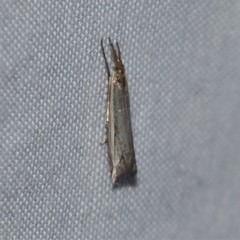 Raphiptera argillaceellus
